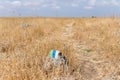 Roadside stone with markings near the megalithic complex of the early Bronze AgeÃÂ Wheels of Spirits,Rujum Al-Hiri, Gilgal Rephaeem Royalty Free Stock Photo